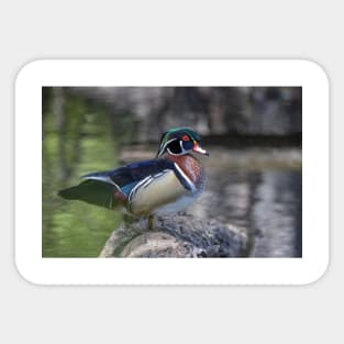 Wood duck perched on a log Sticker